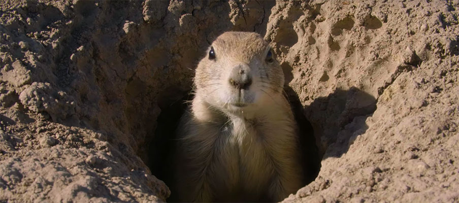 prairie dog